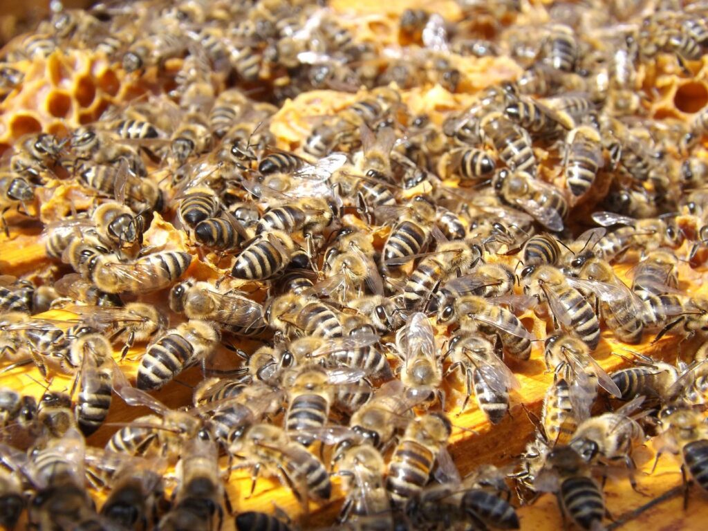 大量の蜂